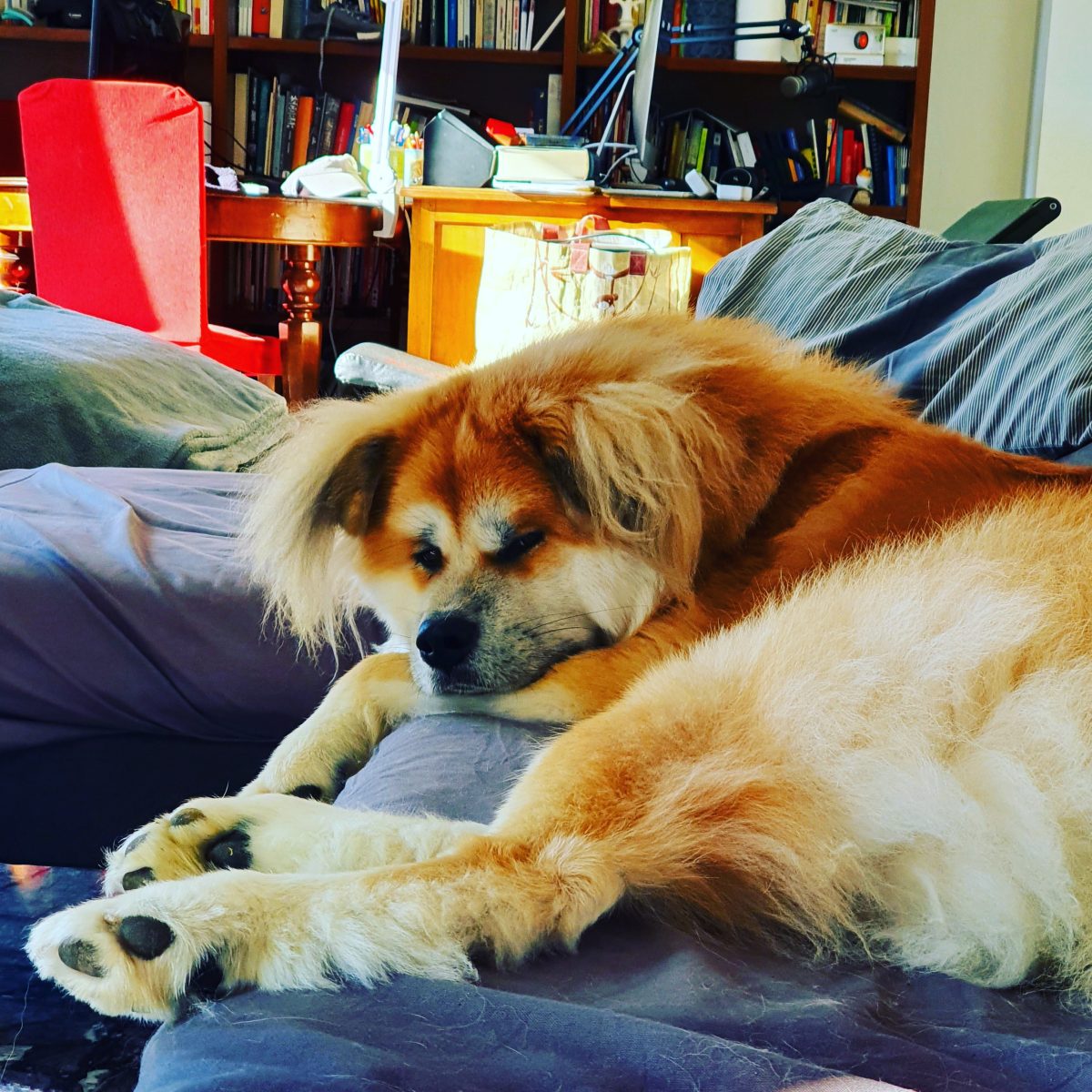Cane disteso sul divano in una stanza piena di libri